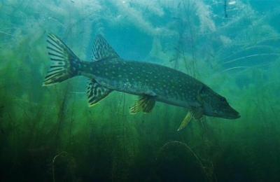 Wykeham Lakes